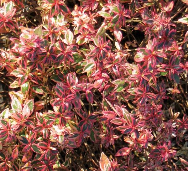 Abelia Confetti&reg;