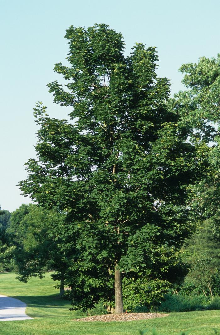 Acer platanoides Emerald Queen