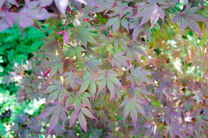 Acer palmatum 'Fireglow'
