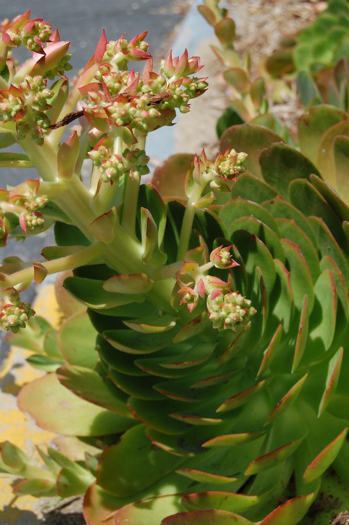 Aeonium urbicum Dinner Plate