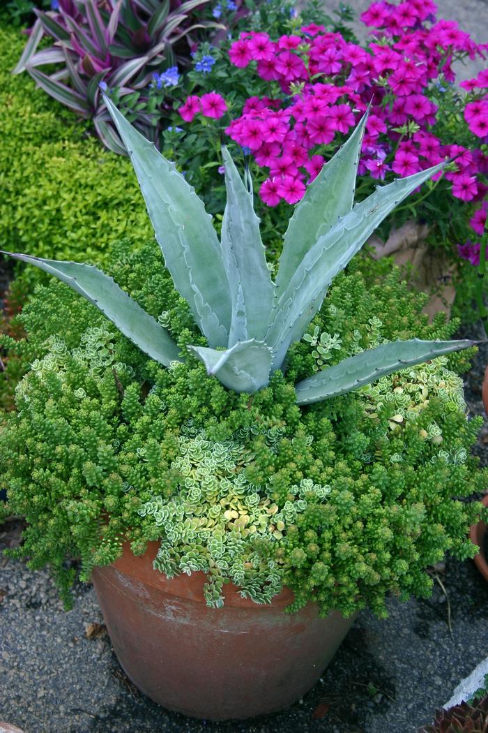 Agave 