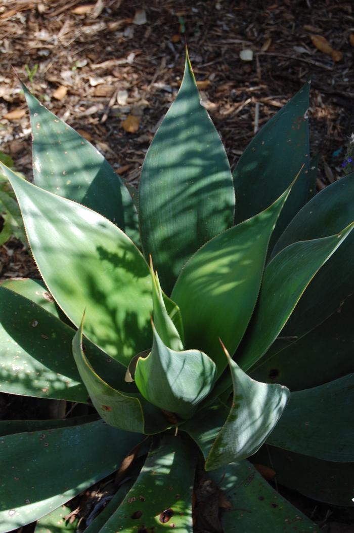 Agave Blue Flame