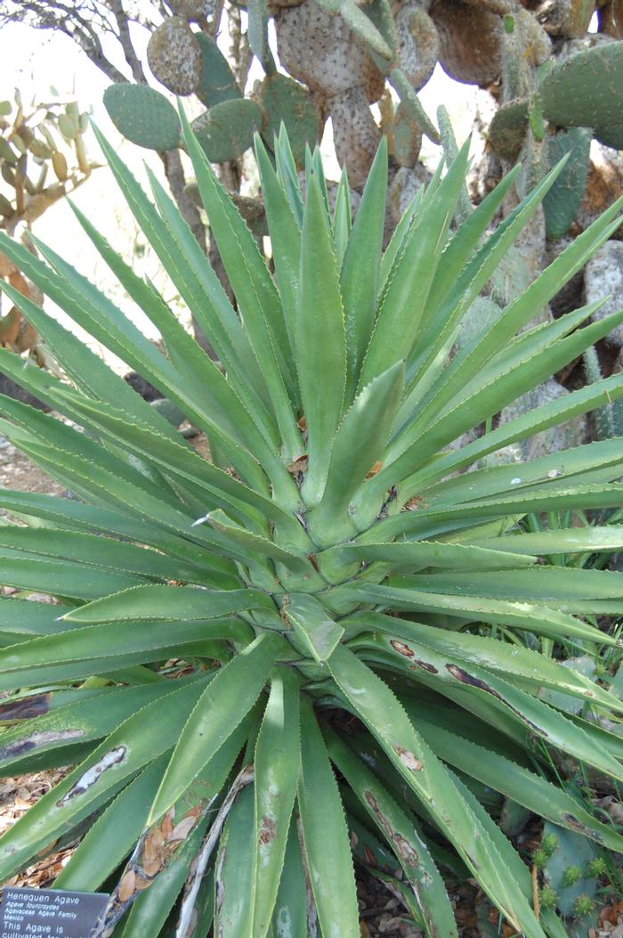 Agave fourcroydes 