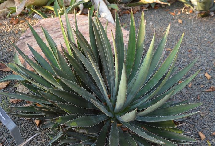 Agave funkiana Blue Haze