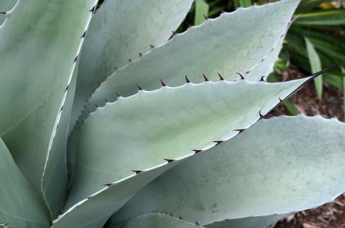 Agave ovatifolia 