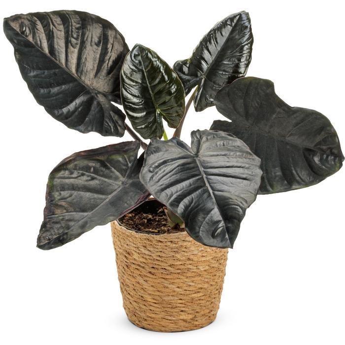 Alocasia Mythic&trade; Black Tie&trade;