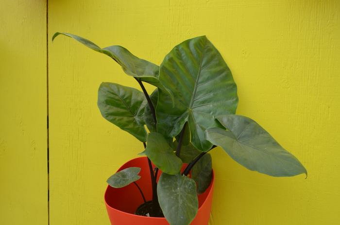 Alocasia Dark Star