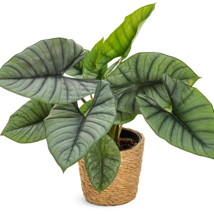 Alocasia Mythic&trade; Quicksilver&trade;