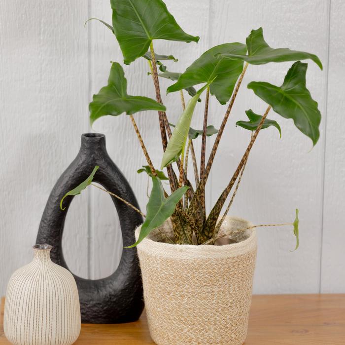 Alocasia amazonica Mythic&reg; Jungle Music&trade;