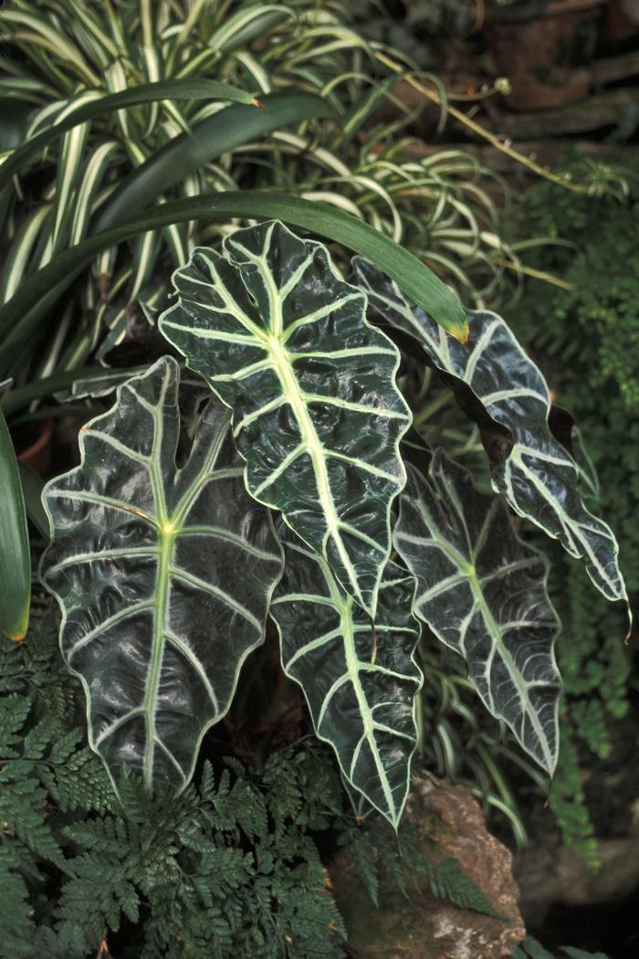 Alocasia amazonica Polly