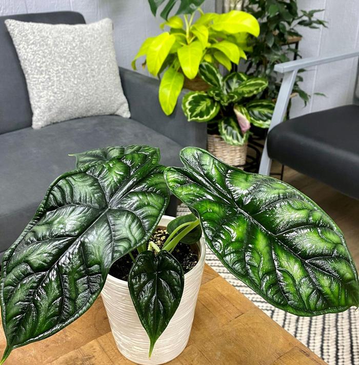 Alocasia baginda Dragon Scale