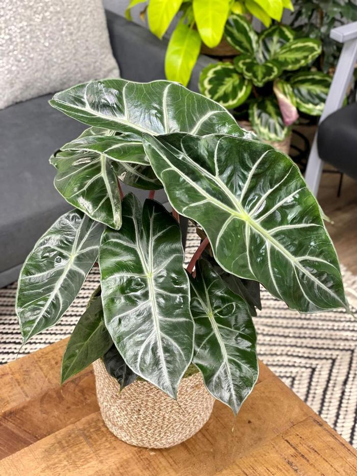 Alocasia baginda Mythic&trade; Nairobi Night