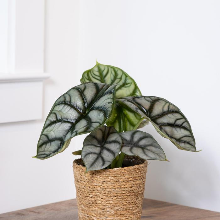 Alocasia baginda Mythic&trade; Silver Dragon