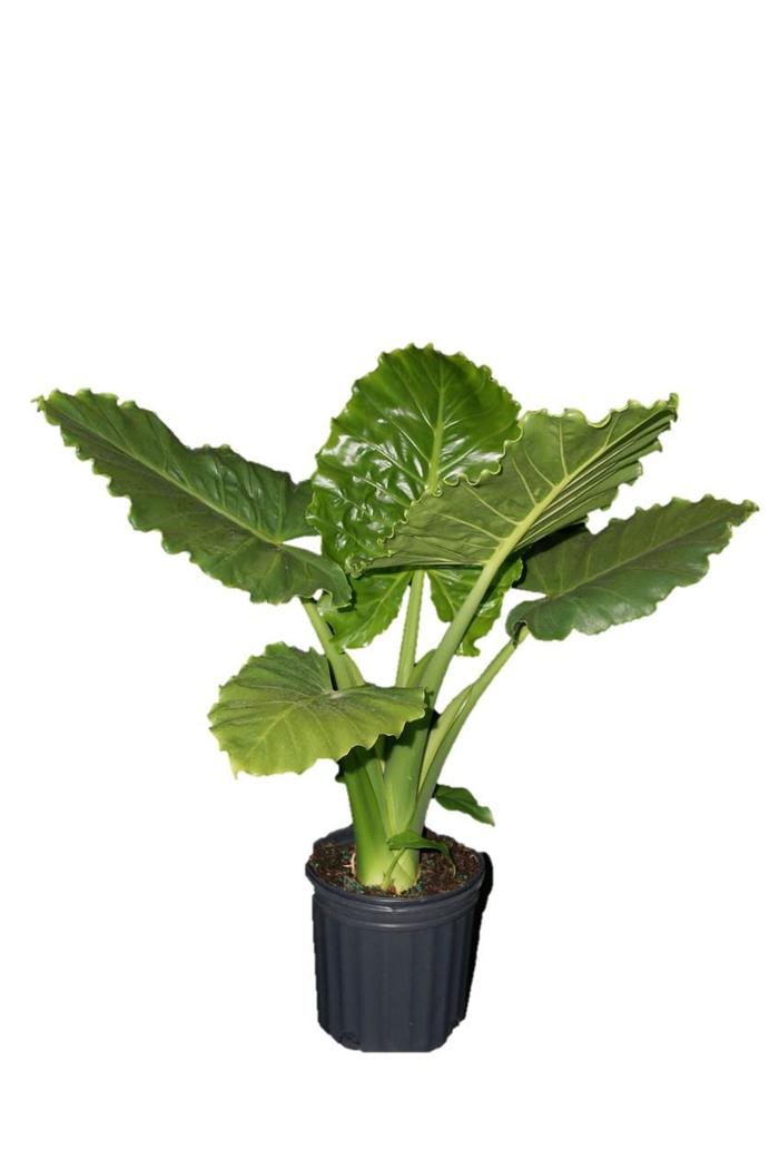 Alocasia hybrid Emerald Isle&trade;
