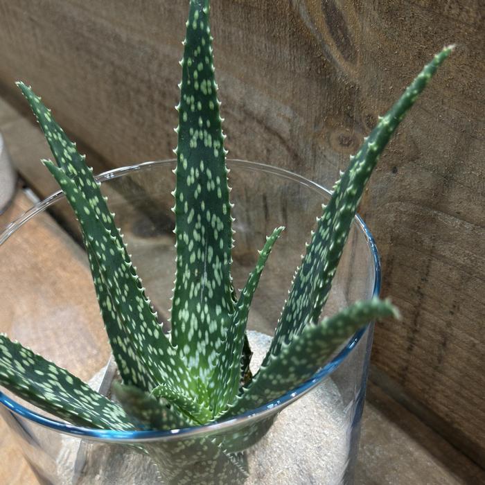 Aloe Medivera&reg; Equator
