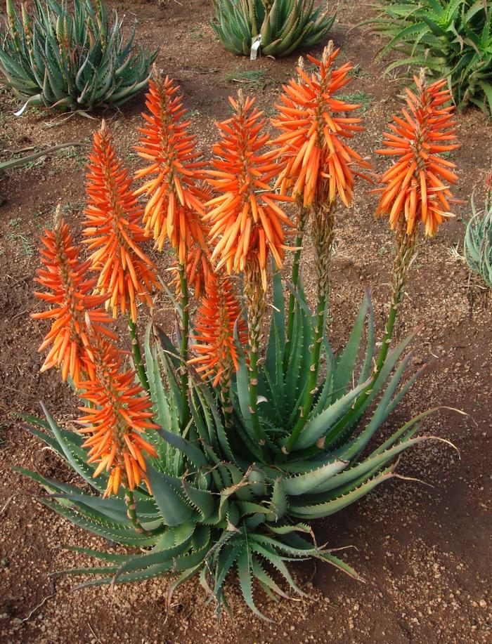 Aloe Safari Orange