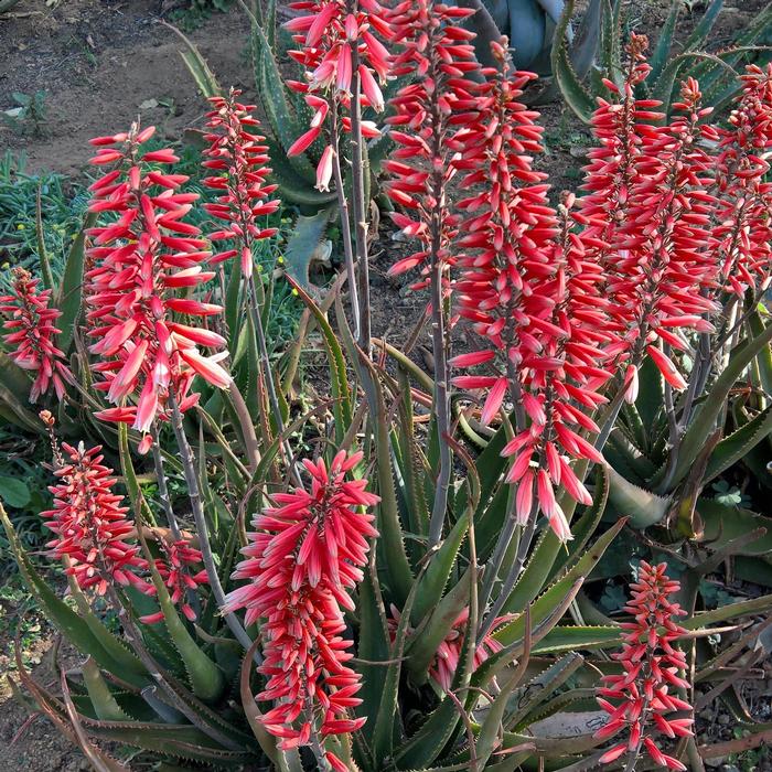 Aloe Safari Rose