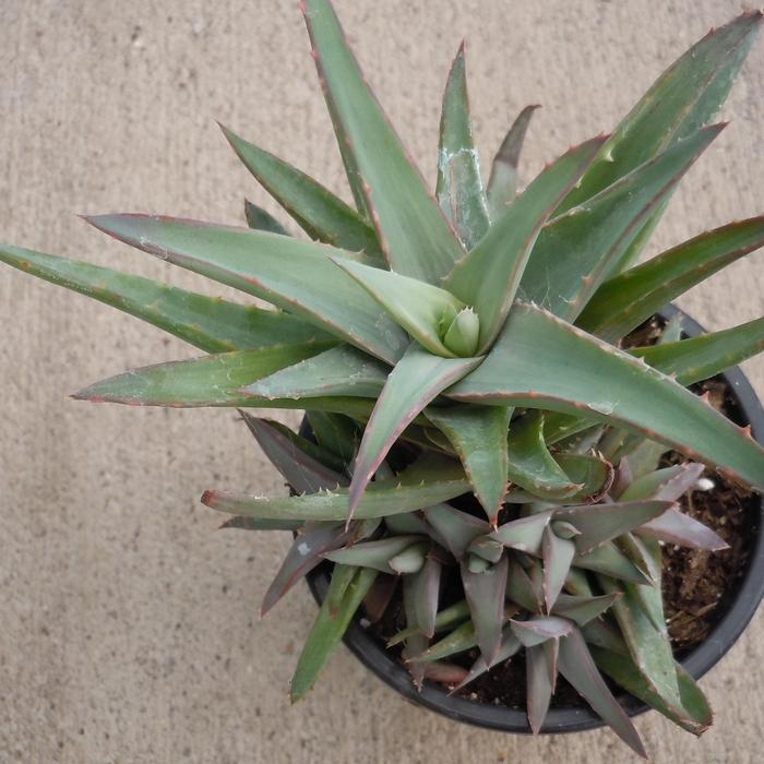 Aloe Walmsley's Blue