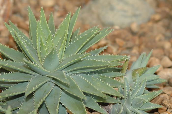 Aloe brevifolia 