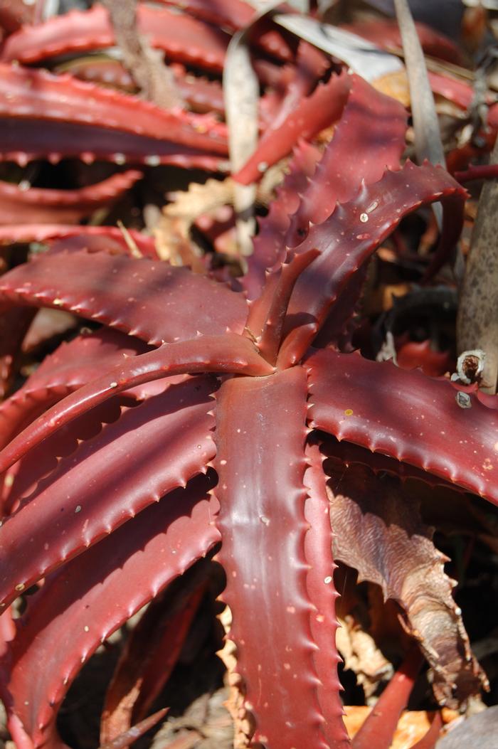Aloe cameronii 