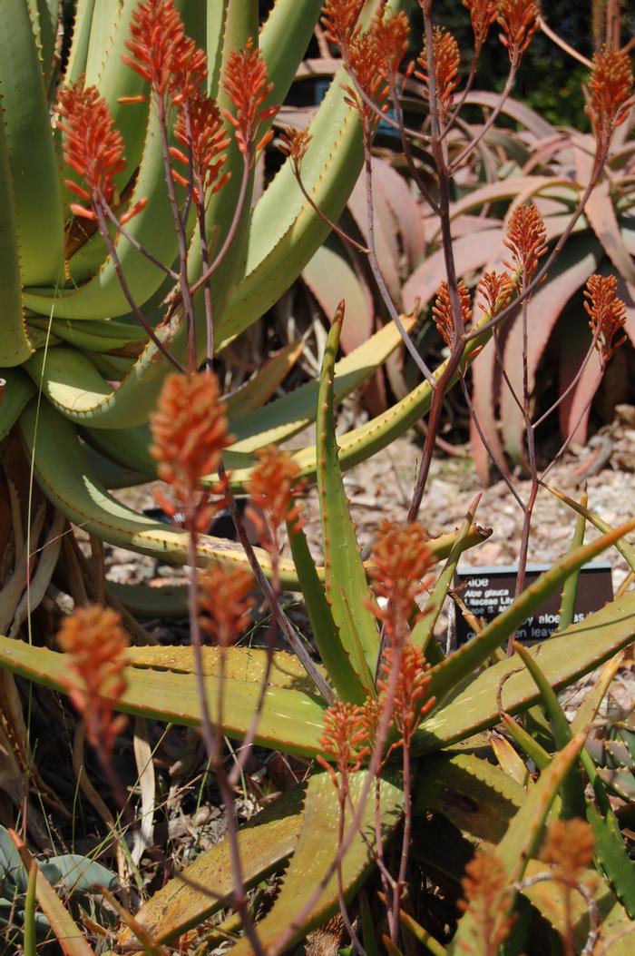 Aloe castanea 