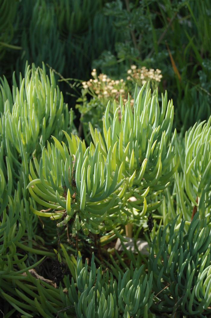 Aloe elgonica 