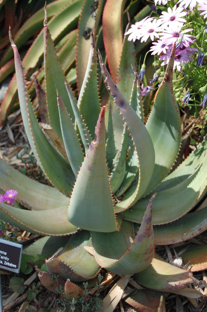 Aloe globuligemma 