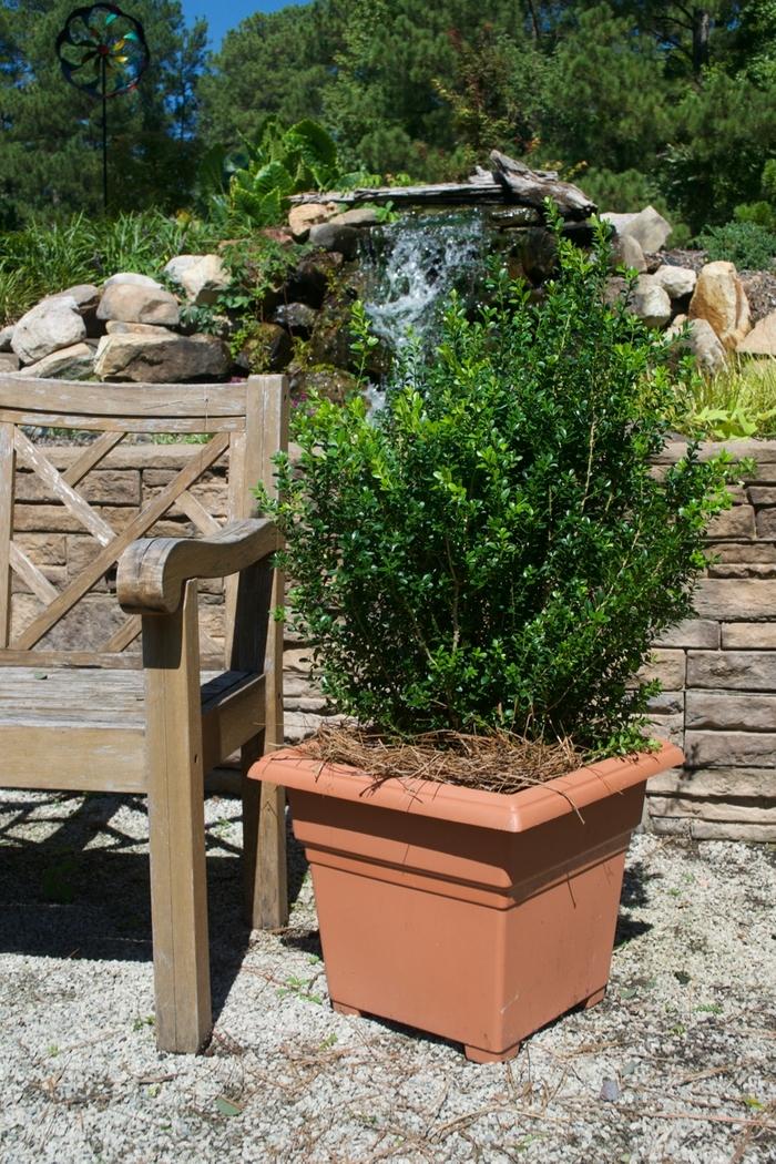 Buxus microphylla var japonica Baby Gem&trade;