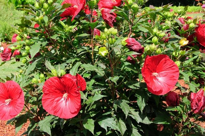 Hibiscus Summerific&reg; Cranberry Crush
