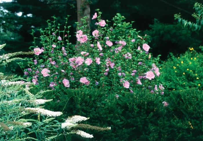 Hibiscus syriacus Lavender Chiffon&reg;