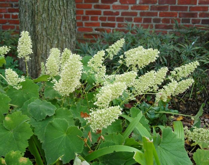 Heuchera villosa Autumn Bride