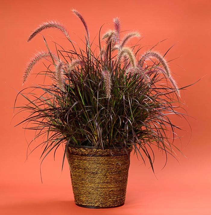 Pennisetum setaceum Graceful Grasses&reg; Rubrum