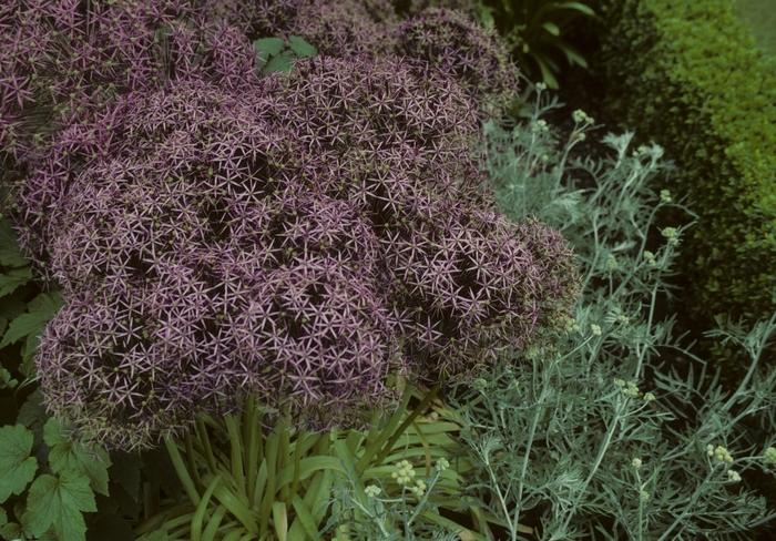Allium christophii 