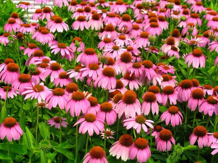 Echinacea Crazy Pink&trade;