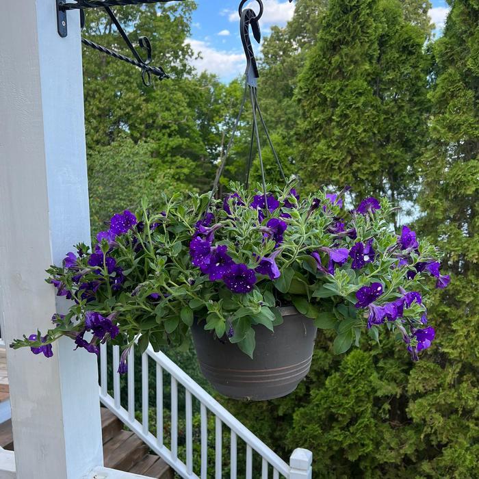 Petunia Headliner&trade; Night Sky