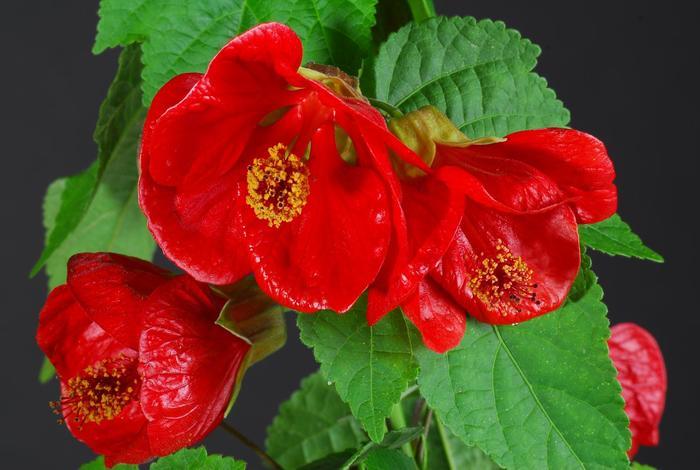 Abutilon Lucky Lantern&trade; Red