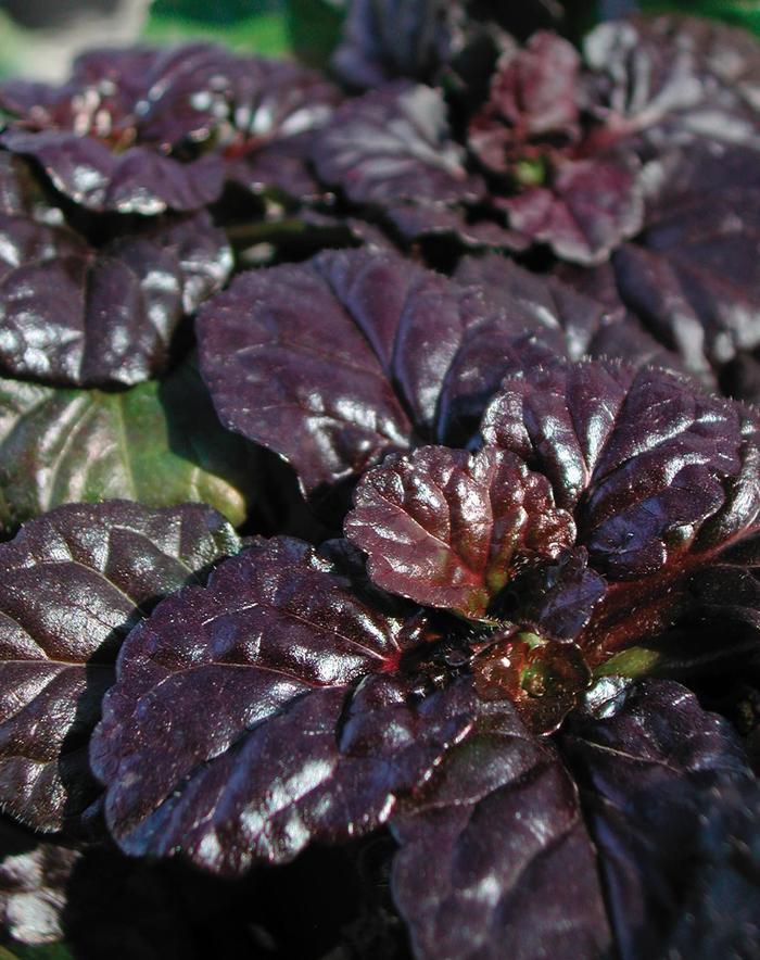 Ajuga reptans Walberton's&reg; Black Scallop