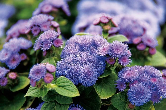 Ageratum houstonianum Artist&reg; Blue
