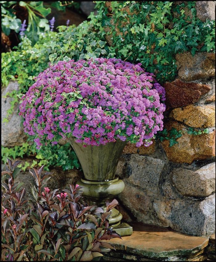 Ageratum houstonianum Artist&reg; Blue Violet