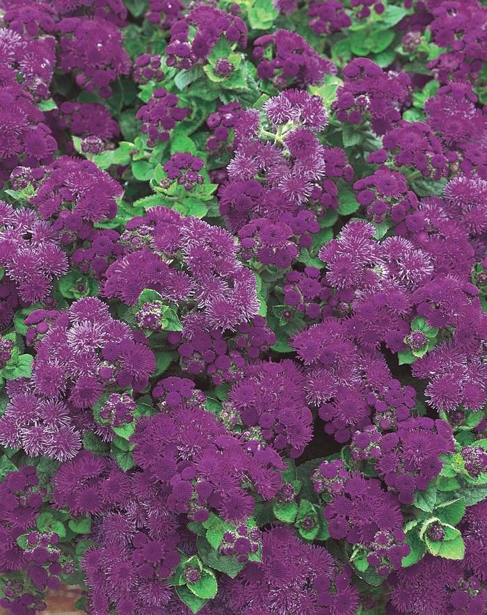 Ageratum houstonianum Artist&reg; Purple