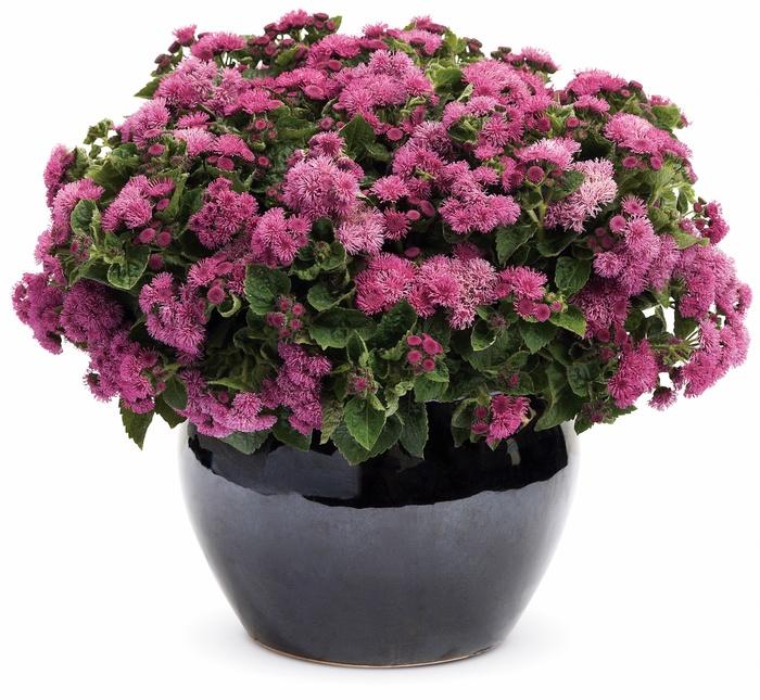 Ageratum houstonianum Artist&reg; Rosea