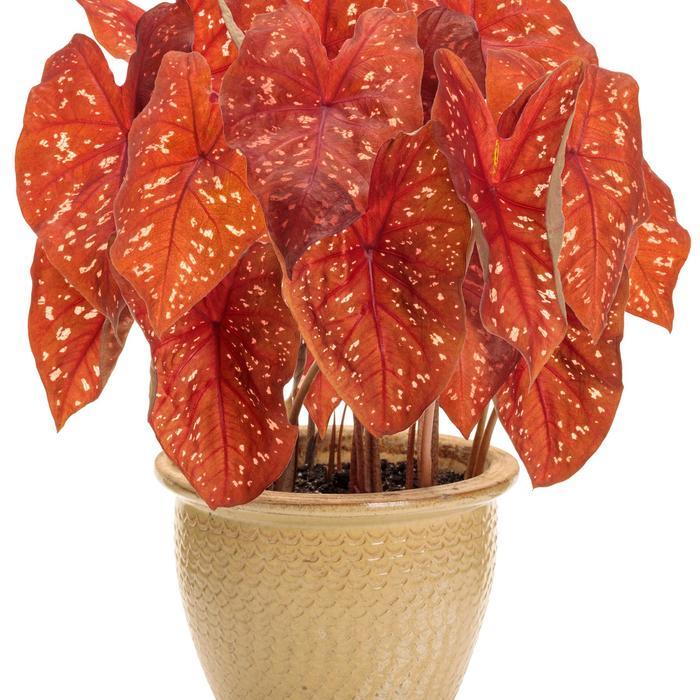 Caladium Heart to Heart&reg; Burning Heart