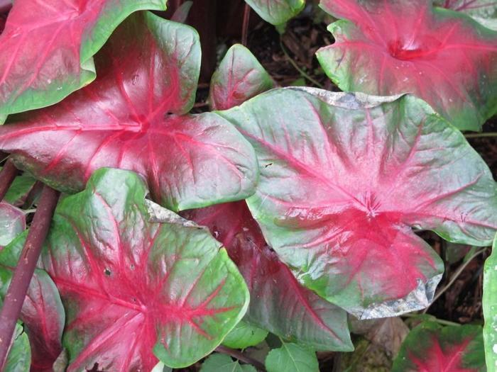 Caladium Painted Frog&trade; Red-Bellied Tree Frog