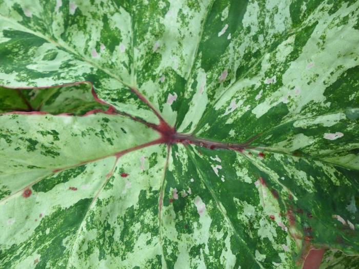 Caladium Painted Frog&trade; Tie-Dyed Tree Frog