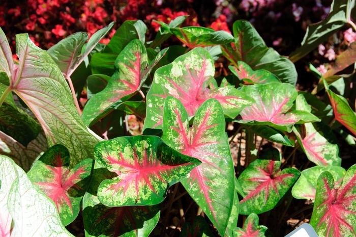 Caladium hortulanum Heart to Heart&trade; Flatter Me