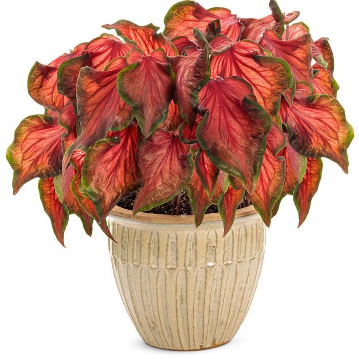 Caladium hortulanum Heart to Heart&reg: Hot 2 Trot