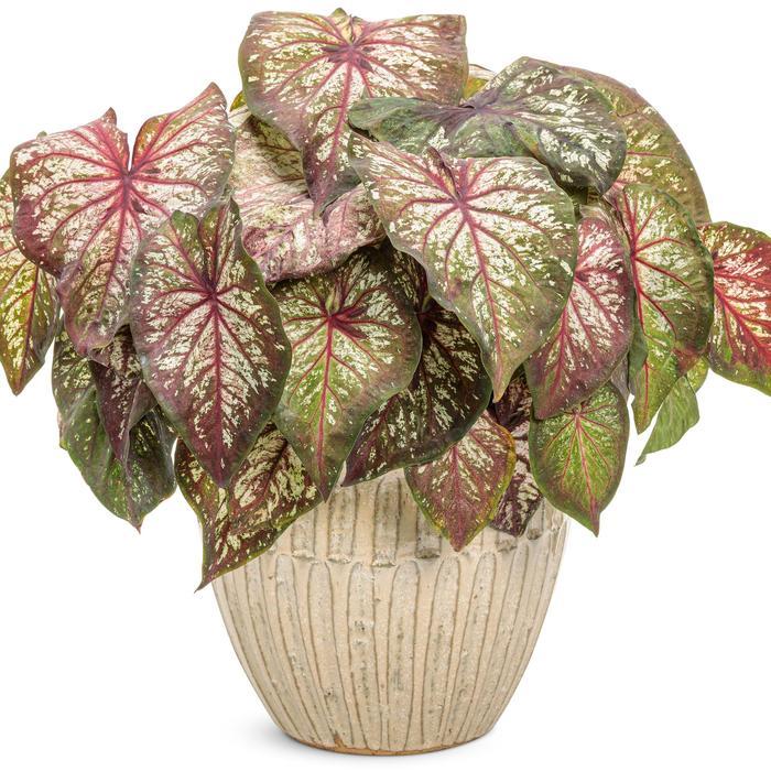 Caladium hortulanum Heart to Heart&reg: Xplosion