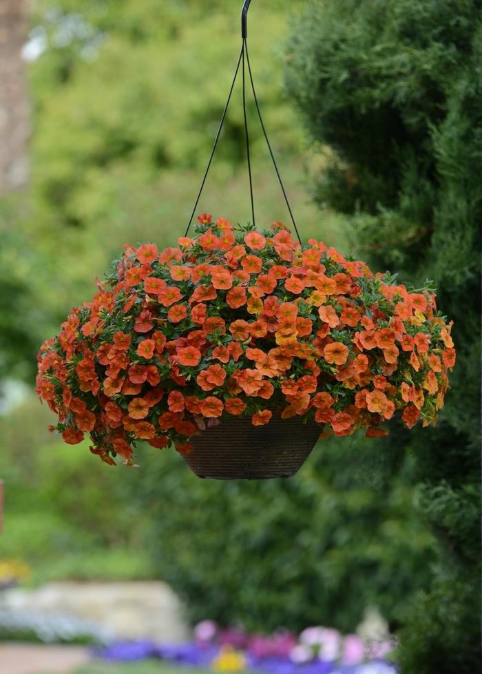Calibrachoa Cabaret&reg; Orange Improved