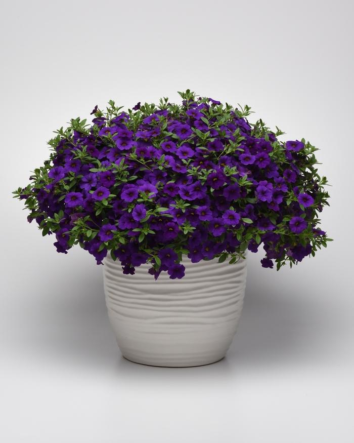 Calibrachoa Cabaret&reg; Blue Midnight