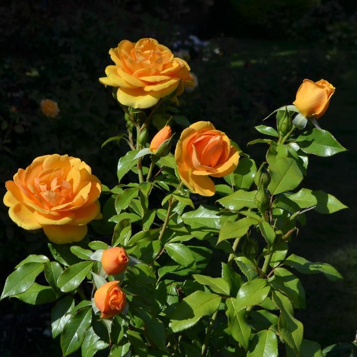 Rosa Sunbelt&reg; South Africa&reg;